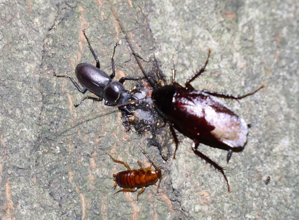 コクワガタ♂、クロゴキブリ_シラカシ_2023年9月25日20時 気温21.3度